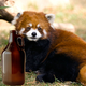 Illustration for article titled All you have to do to help feed this adorable red panda is drink beer